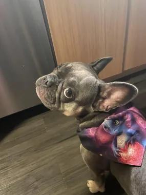 Playful Baby Dragon Pet Bandana Collar - Express Your Pet's Unique Style